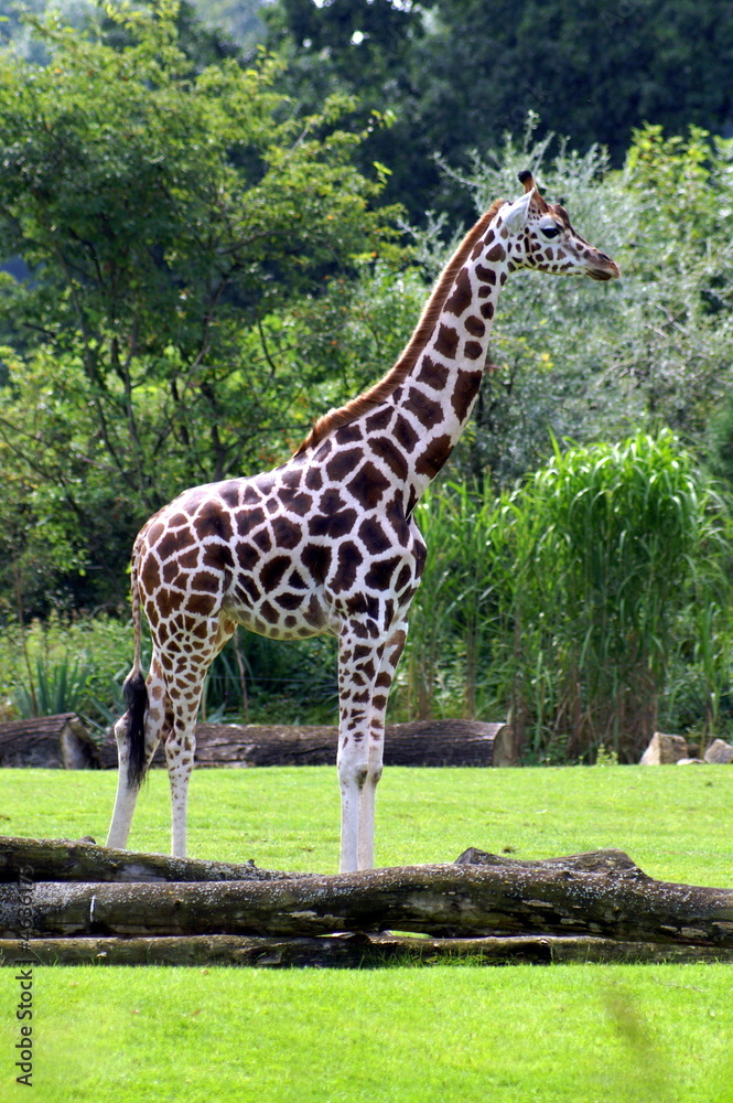 Obraz premium Giraffe 3