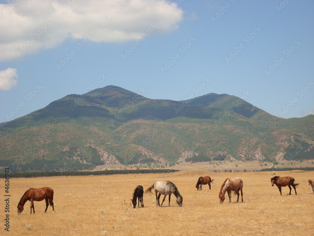 Chevaux au pied d'une montagne.