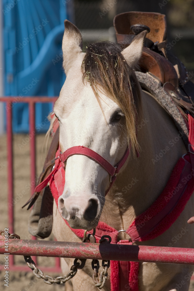 Fototapeta premium An adorable white pony at the pumpkin patch festival