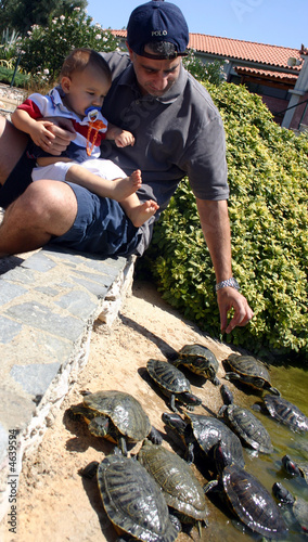 Feeding the Turtles