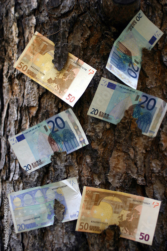 Money Tree