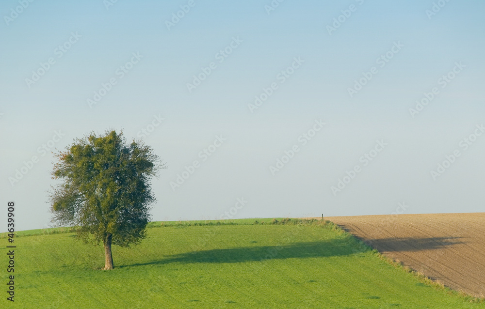 Fototapeta premium arbre solitaire