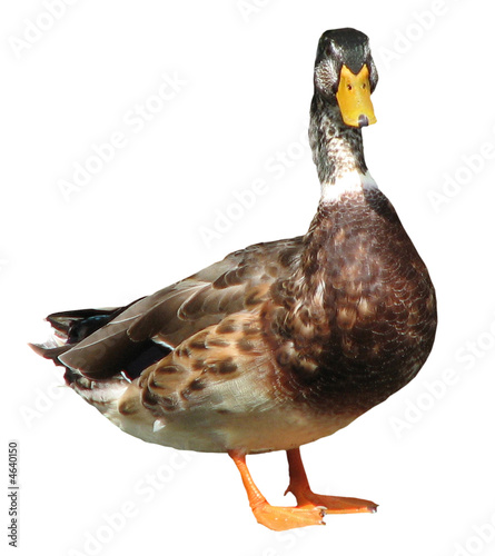 Obraz na płótnie canard