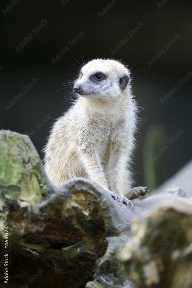 Fototapeta premium Meerkats
