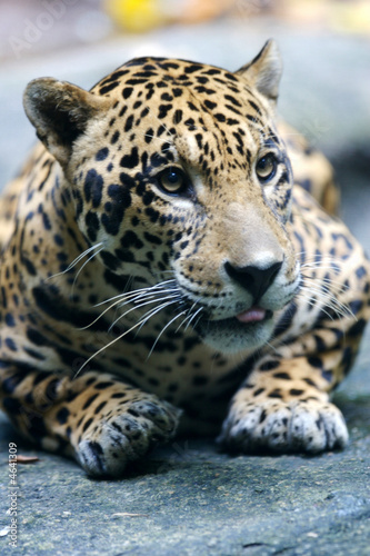 Wall Mural Jaguar