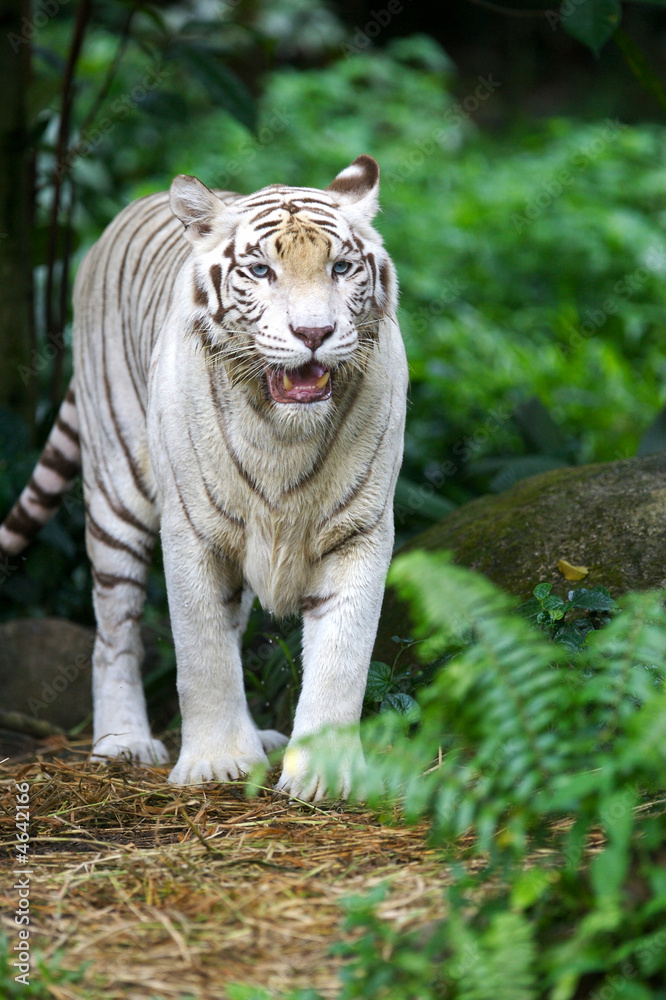 Fototapeta premium White Tiger