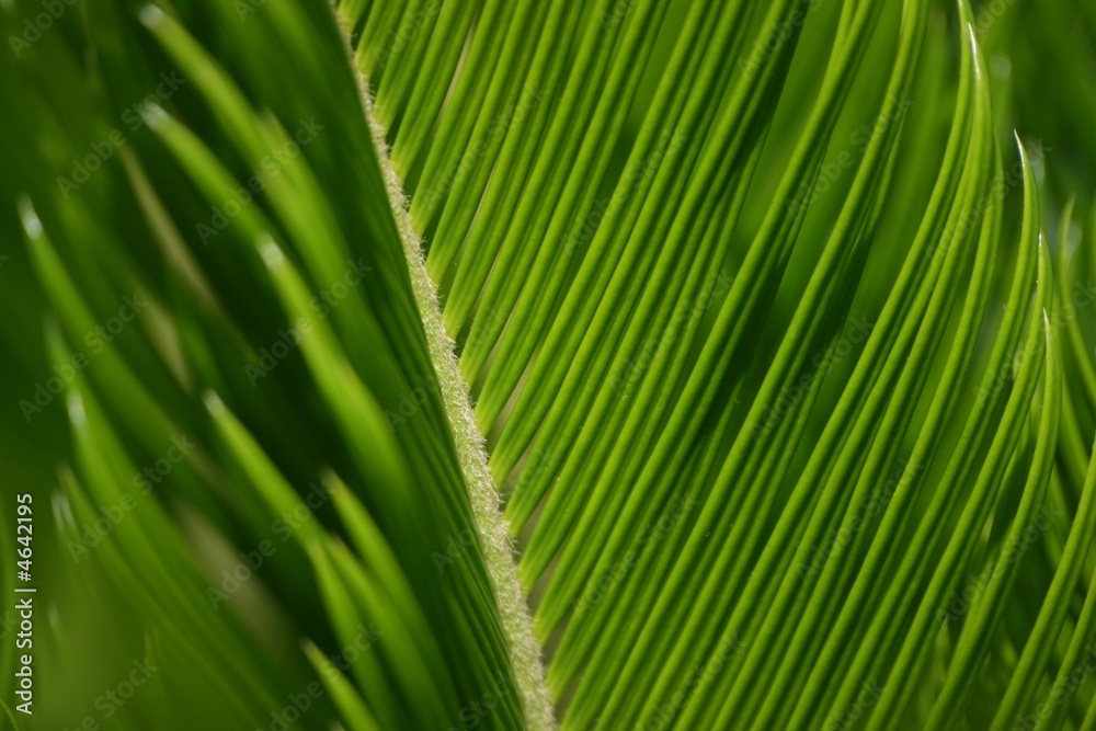 Palme Palme