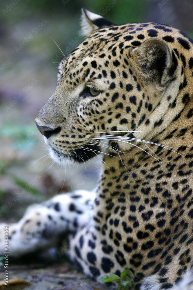 Leopard Leopard