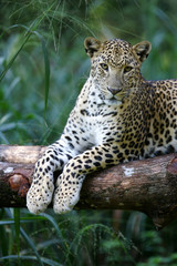 Fototapete Khaki Leopard im wachsamen Blick  © Kitch Bain