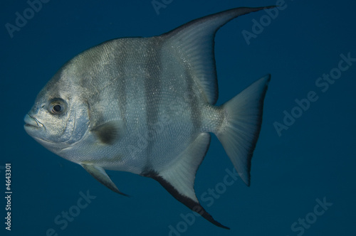 Atlantic Spadefish, Chaetodipterus faber