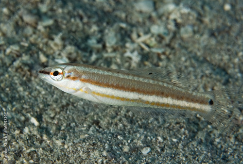 Slippery Dick, Halichoeres bivittatus