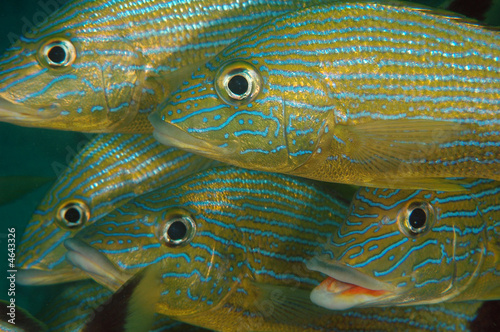 Blue Stripe Grunts, Haemulon sciurus photo