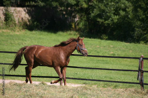 Trakehner