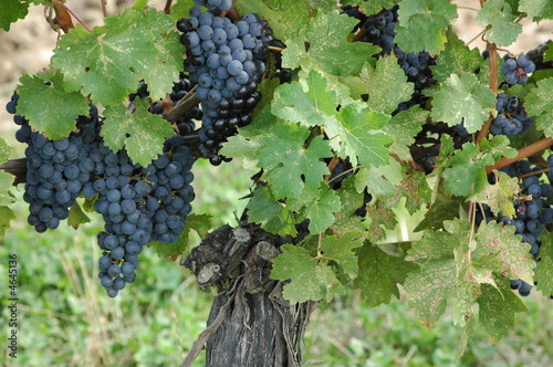 lush and succulant grapes, photo