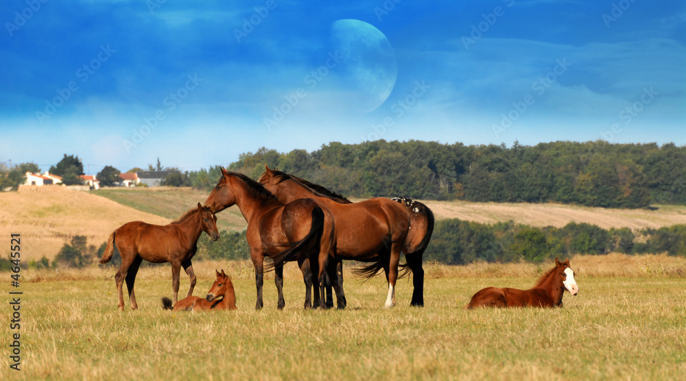 juments et poulains sous la lune juments et poulains sous la lune