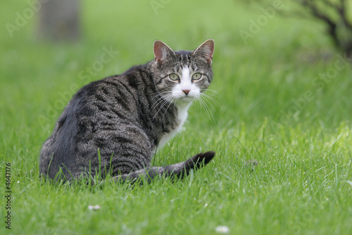 Katze im Gras