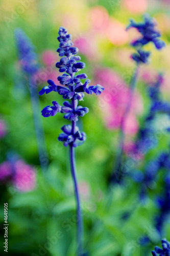 Purple Flower