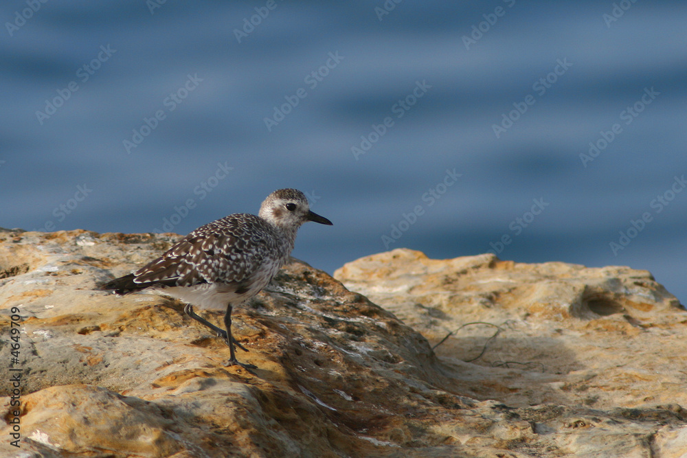 Sandpiper Sandpiper