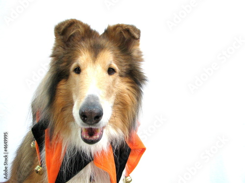 Collie Dog in Halloween Costume