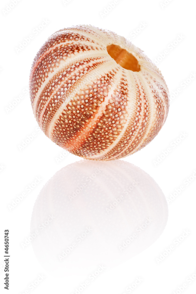 Fototapeta premium English Sea Urchin
