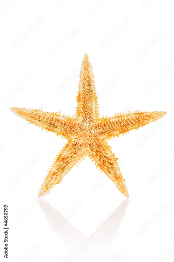 Philippine Starfish Philippine Starfish