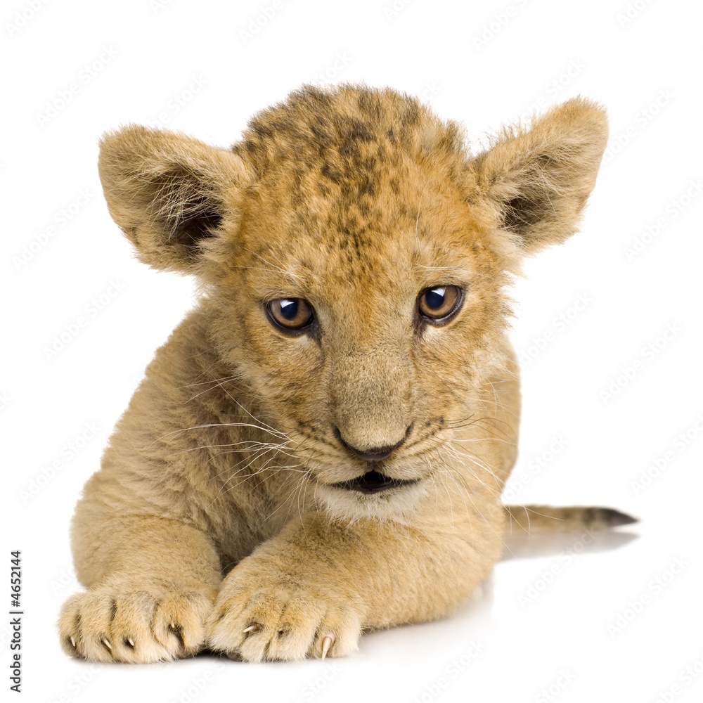 Fototapeta premium Lion Cub (3 months)