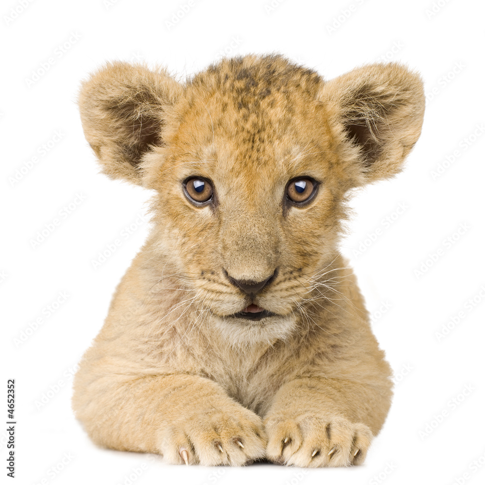 Fototapeta premium Lion Cub (3 miesiące)