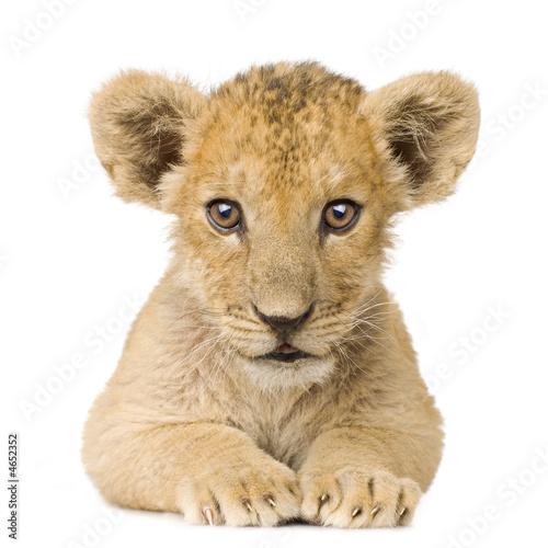 Canvas Print Lion Cub (3 months)