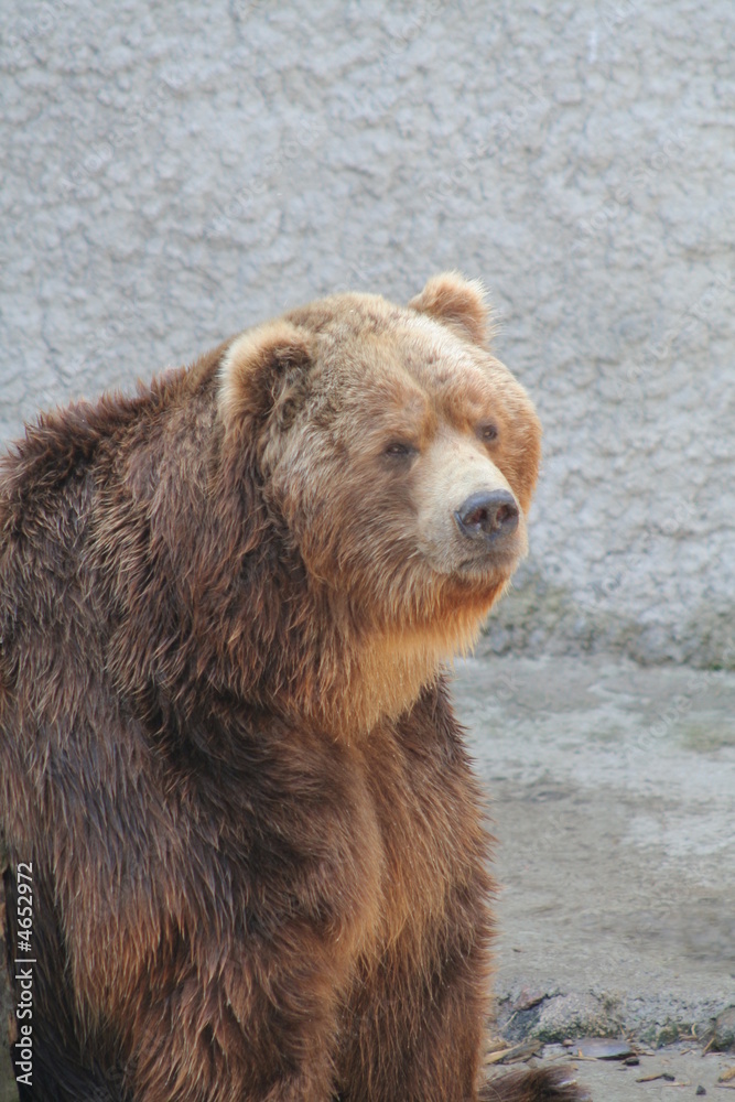 Fototapeta premium Bear