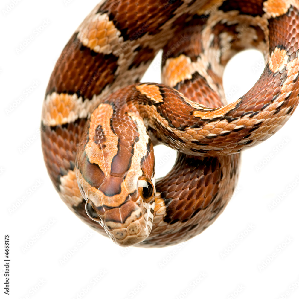 Fototapeta premium Corn Snake