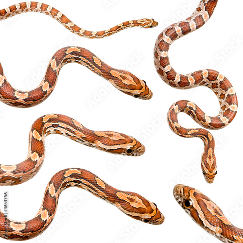 collection of six Corn Snake