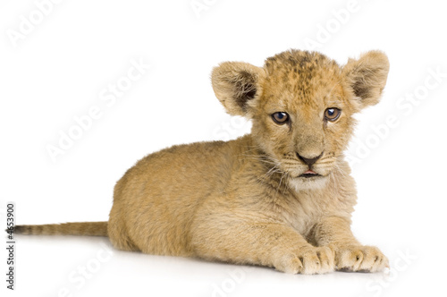 Fototapeta Naklejka Na Ścianę i Meble -  Lion Cub (3 months)