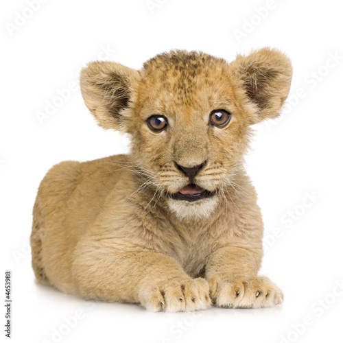 Fototapeta Naklejka Na Ścianę i Meble -  Lion Cub (3 months)