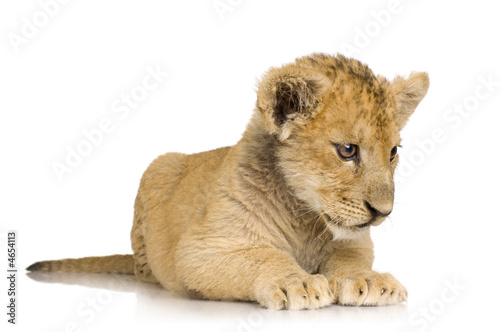 Lion Cub  3 months 