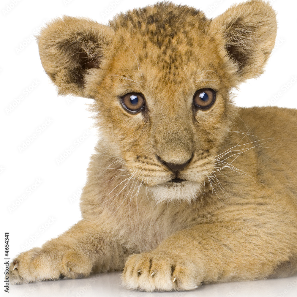 Obraz premium Lion Cub (3 months)
