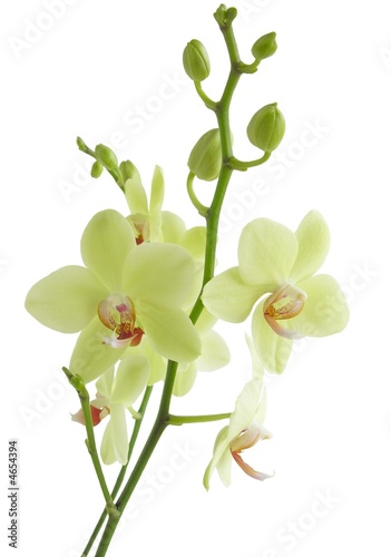 pretty yellow orchid