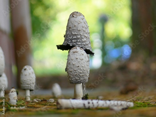 Parasohl_3