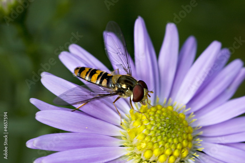 Hover fly