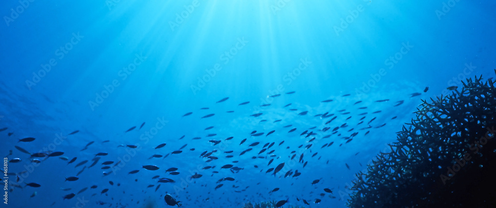 Obraz premium przepływ ryb