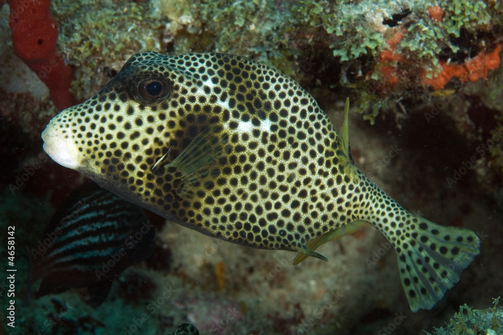 Fototapeta premium Spotted Trunkfish, Lactophrys bicaudalis