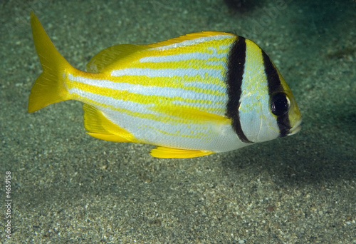 Juvenile Porkfish, Anisotremus virginicus photo