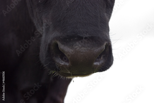 Black cow nose