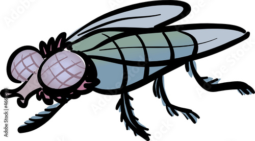  A housefly