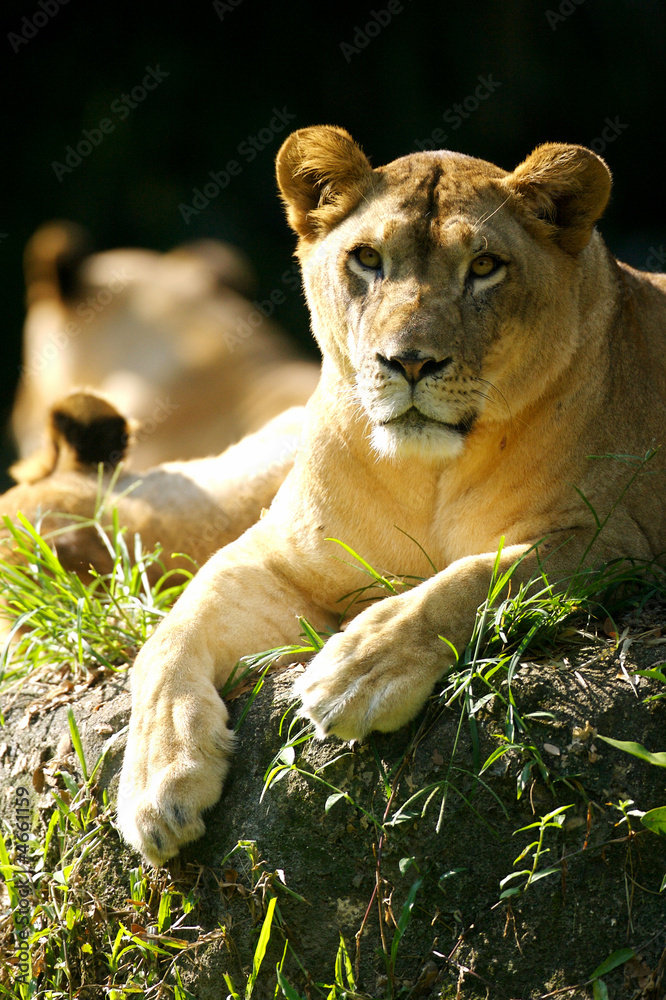 Obraz premium Lions