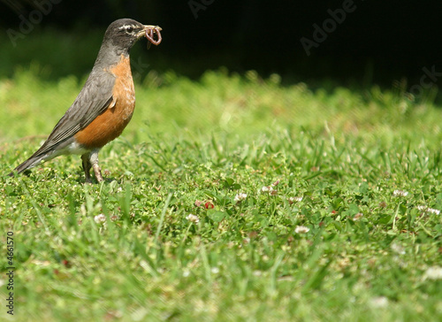 Lunchtime For Robin