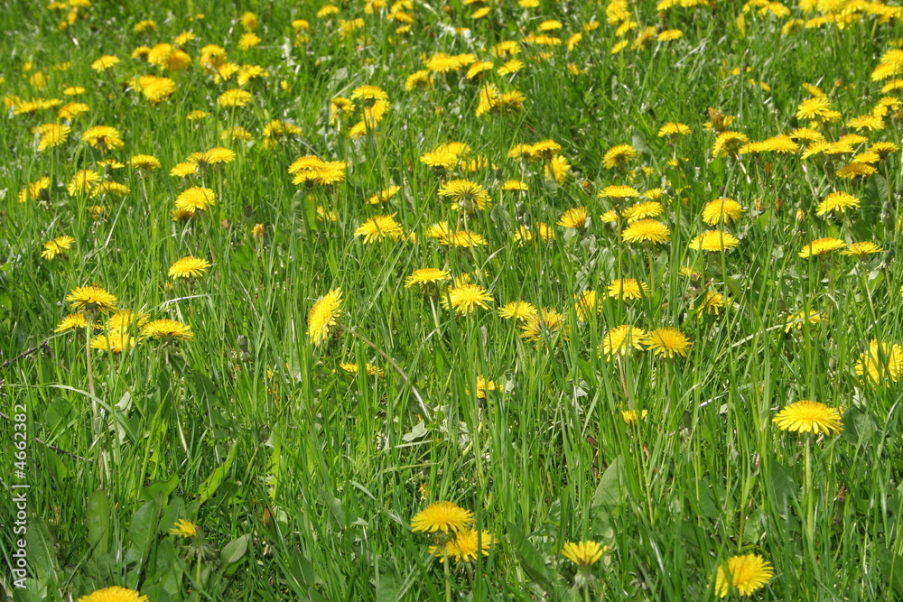 dandelions dandelions
