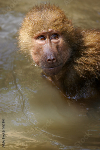 Hamadryas Baboon