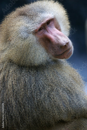 Hamadryas Baboon
