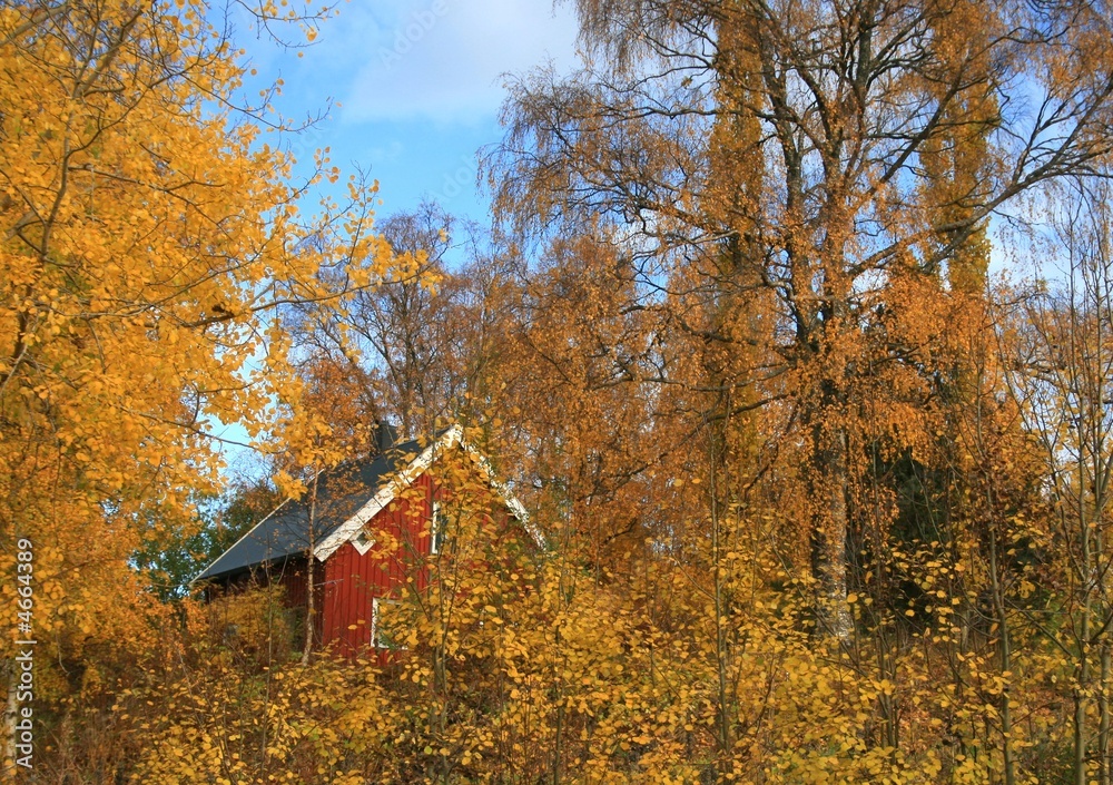 Red house in autumn forest