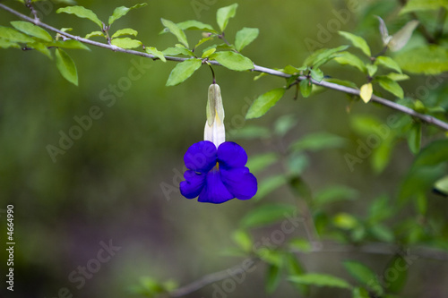Violet flower